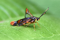 Synanthedon richardsi