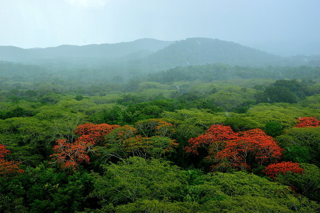 Gulmohar flowers and feathery foliage