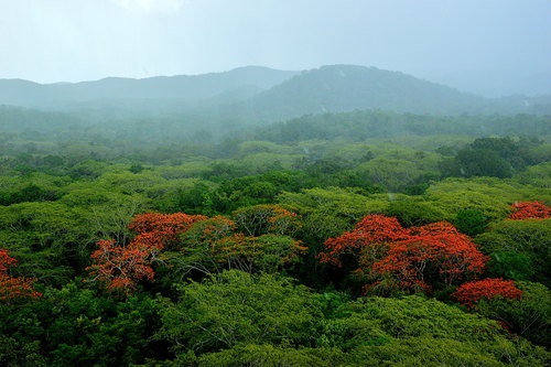 Tabachín (Delonix regia)