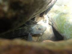 Rhinogobius formosanus