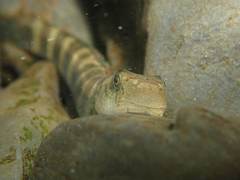 Sicyopterus japonicus