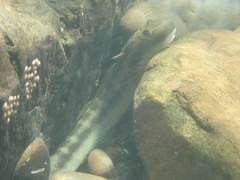 Sicyopterus japonicus