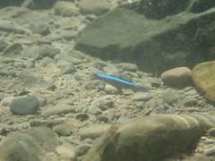 Stiphodon atropurpureus