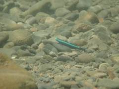 Stiphodon atropurpureus