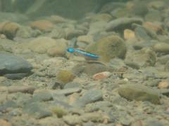 Stiphodon atropurpureus