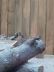 Passer domesticus