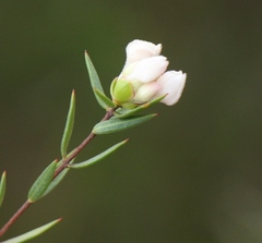 Lachnaea burchellii