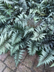 Athyrium niponicum