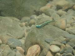 Stiphodon