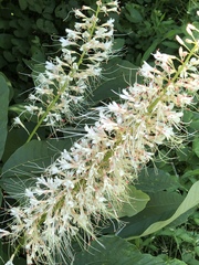 Aesculus parviflora