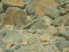 Stiphodon atropurpureus