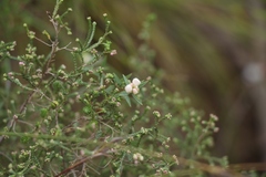 Lachnaea burchellii