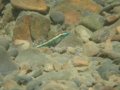 Stiphodon atropurpureus