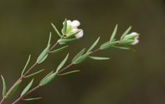 Lachnaea burchellii