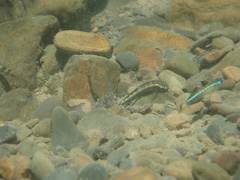 Stiphodon atropurpureus
