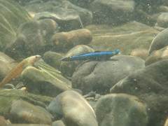 Stiphodon atropurpureus