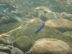 Stiphodon atropurpureus
