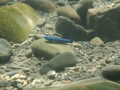 Stiphodon atropurpureus