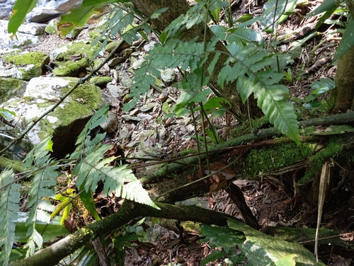 Polybotrya osmundacea observed 2024-09-22