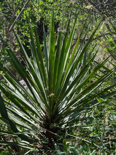 Image of Yucca capensis by (c) Abraham Sánchez Romero, some rights reserved (CC BY)