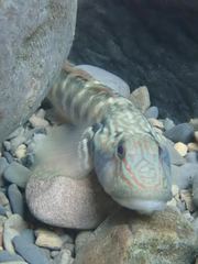 Rhinogobius formosanus