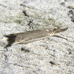 Raphiptera argillaceellus