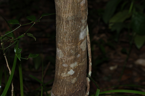 Image of Psydrax lamprophyllus by (c) Greg Tasney, some rights reserved (CC BY-SA)