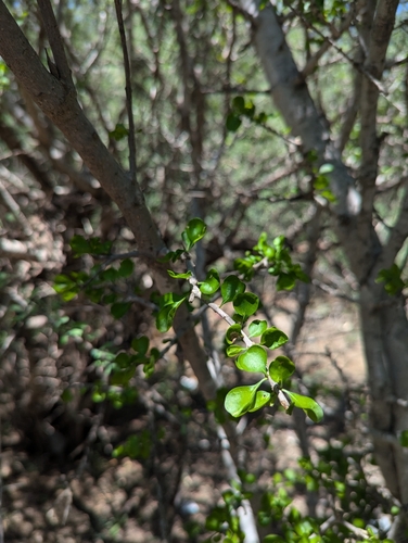 Image of Randia obcordata by (c) Abraham Sánchez Romero, some rights reserved (CC BY)