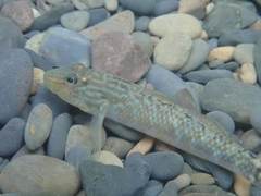Rhinogobius formosanus