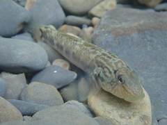 Rhinogobius formosanus