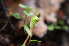 Pterostylis brumalis