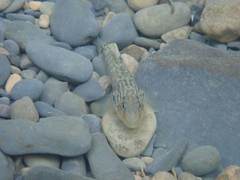 Rhinogobius formosanus