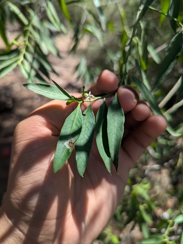Image of Vallesia glabra by (c) Abraham Sánchez Romero, some rights reserved (CC BY)