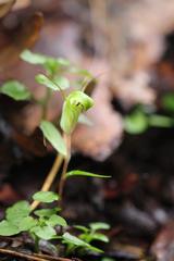 Pterostylis brumalis