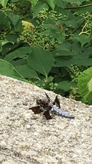 Plathemis lydia