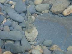 Rhinogobius formosanus