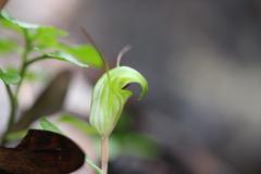 Pterostylis brumalis