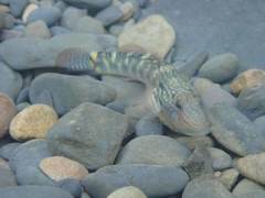 Rhinogobius formosanus
