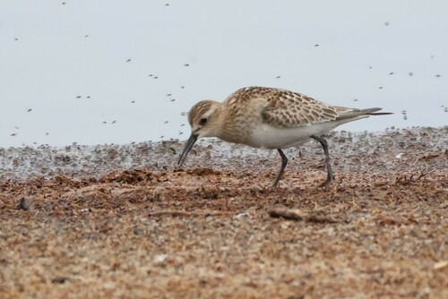 Correlimos de Baird (Calidris bairdii)