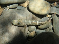 Rhinogobius formosanus