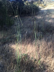 Eriogonum nudum auriculatum