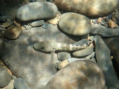 Rhinogobius formosanus