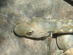 Rhinogobius formosanus