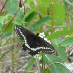Papilio indra