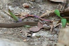 Veracruz Graceful Brown Snake photo 2