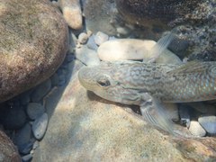 Rhinogobius formosanus