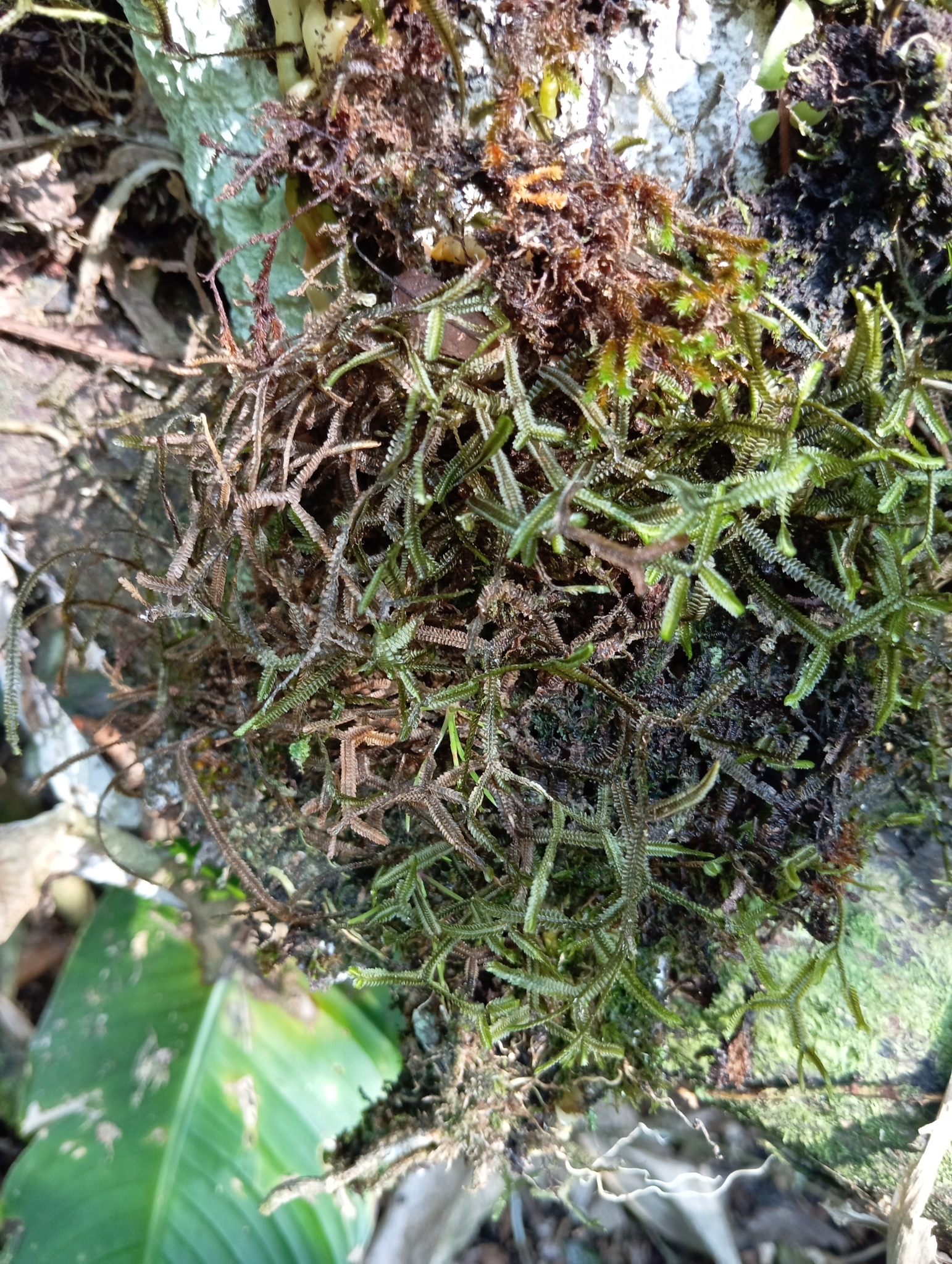 Bryopteris diffusa