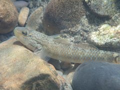 Rhinogobius formosanus