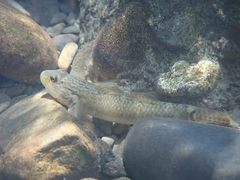Rhinogobius formosanus