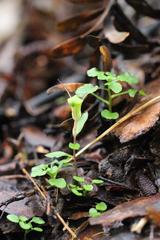 Pterostylis brumalis